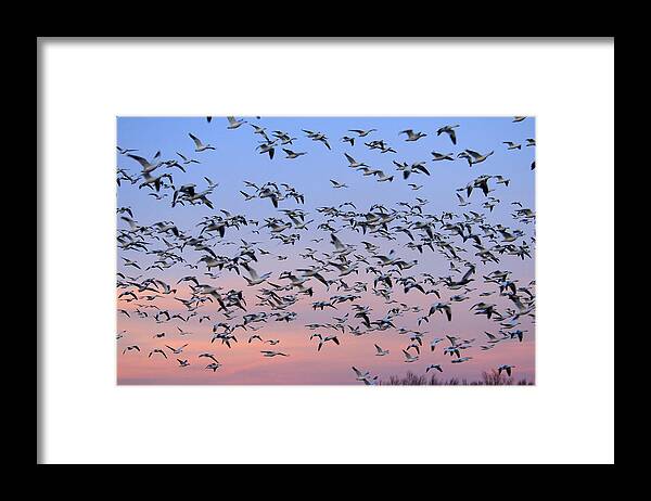 Flpa Framed Print featuring the photograph Snow Goose Flock In Flight New Mexico by Malcolm Schuyl