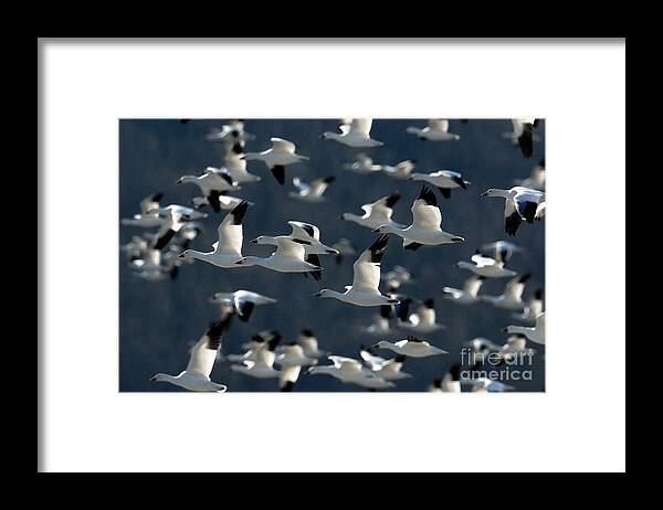 Snow Geese Framed Print featuring the photograph Snow Goosed by Craig Leaper