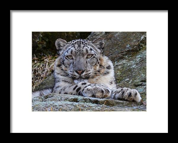 Snow Leopard Framed Print featuring the photograph Snow Leopard by Michael Hubley