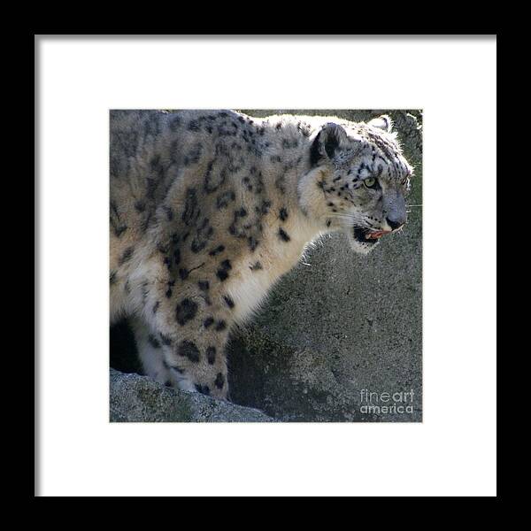 Snow Leopard Framed Print featuring the photograph Snow Leopard by Neal Eslinger