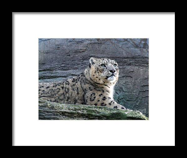 Snow Leopard Framed Print featuring the photograph Snow Leopard by Phil Banks