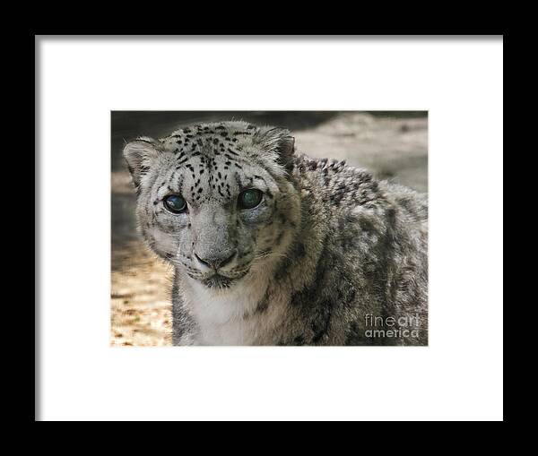 Snow Leopard Framed Print featuring the photograph Snow Leopard by Roger Becker