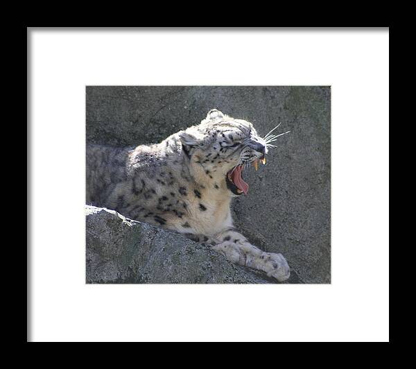 Panthera Uncia Framed Print featuring the photograph Snow Leopard Yawn by Neal Eslinger