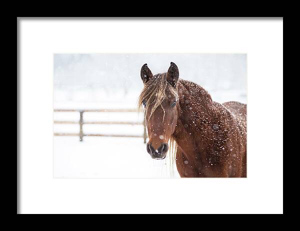 Horse Framed Print featuring the photograph Snow Mare by J. Macneill-traylor