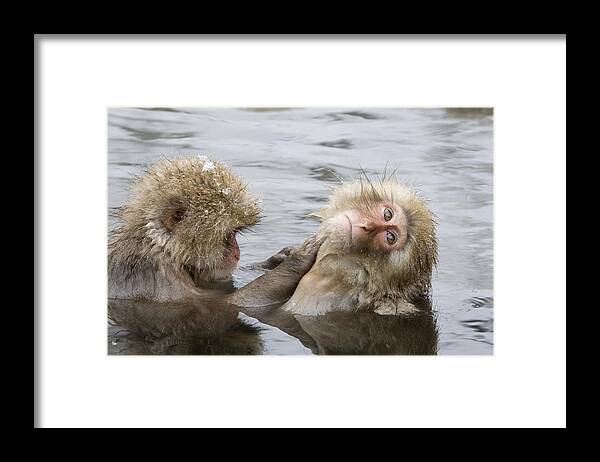 Flpa Framed Print featuring the photograph Snow Monkeys Grooming by Dickie Duckett