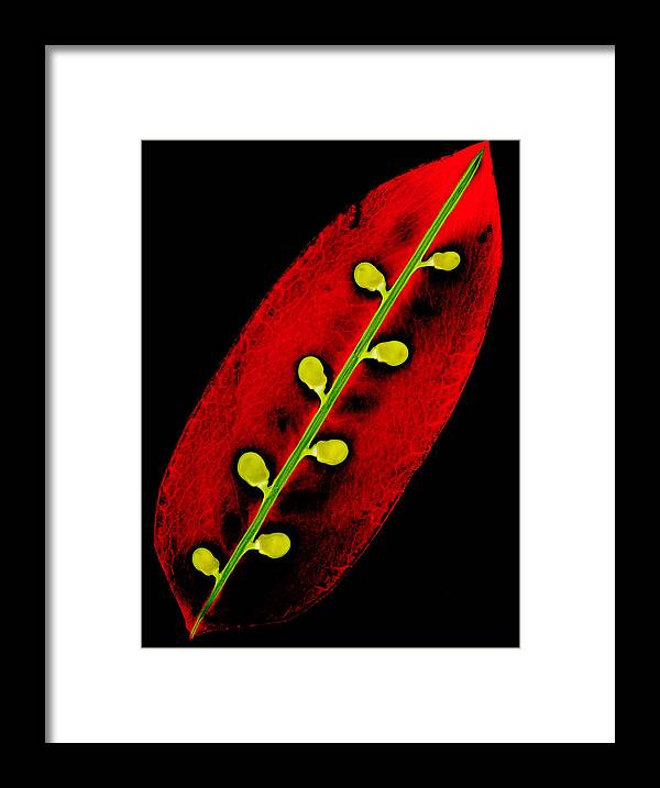 Snow Pea Framed Print featuring the photograph Snow Pea by Andrew Giovinazzo