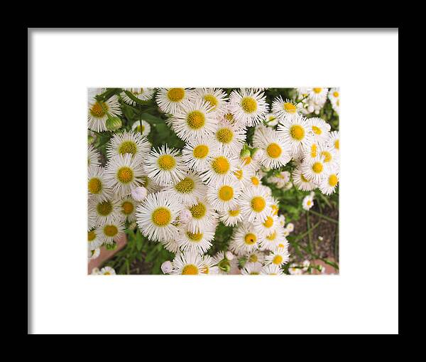 Flower Framed Print featuring the photograph Snow White Asters by Allan Levin