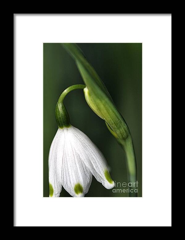 Snowdrop Flower Framed Print featuring the photograph Snowdrop by Joy Watson