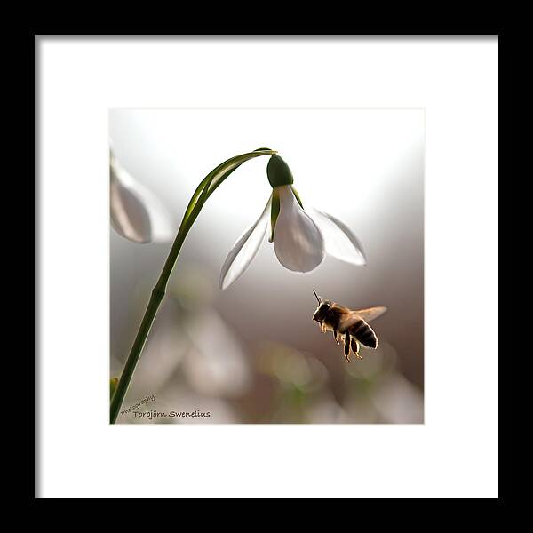 Snowdrops And The Bee Framed Print featuring the photograph Snowdrops and the bee by Torbjorn Swenelius