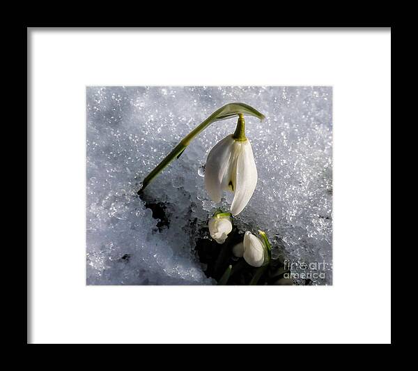 Snowdrops Framed Print featuring the photograph Snow White Snowdrops in the Snow by Lynn Bolt