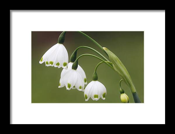  Flower Framed Print featuring the photograph Snowdrops by Jaki Miller