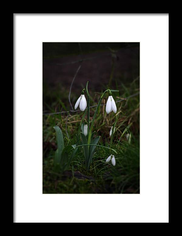 Nature Framed Print featuring the photograph Snowdrops by Spikey Mouse Photography