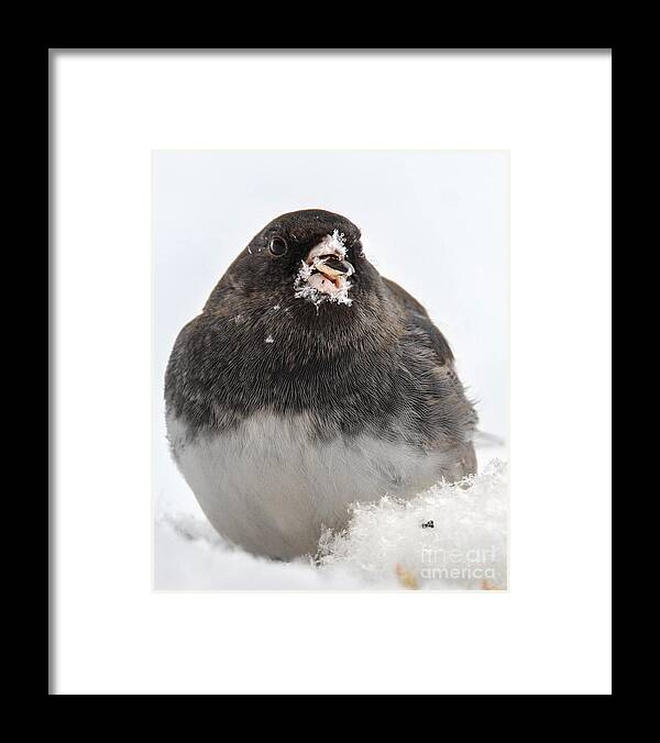 Junco Framed Print featuring the photograph Snowflakes On My Nose by Amy Porter
