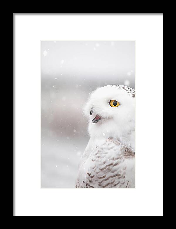 Wildlife Framed Print featuring the photograph Snowie in the Snow by Carrie Ann Grippo-Pike