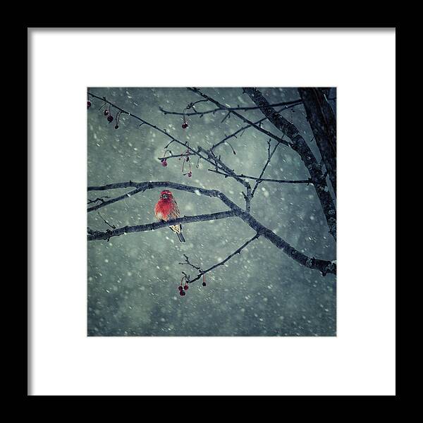 Red Framed Print featuring the photograph Snowing by Yu Cheng