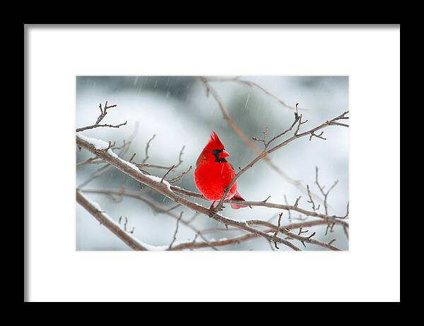 Snowy Cardinal Framed Print featuring the photograph Snowy Cardinal by Karol Livote