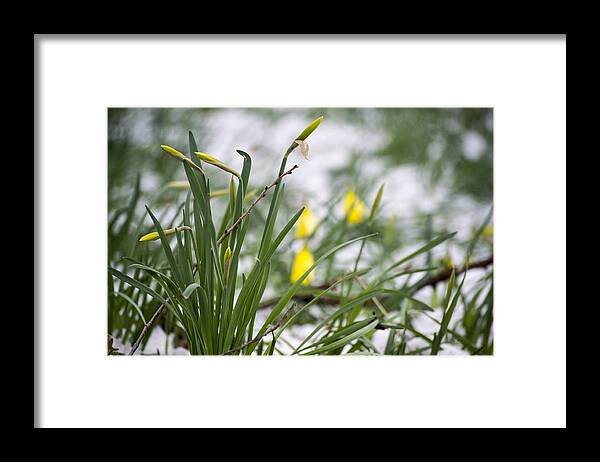 Daffodils Framed Print featuring the photograph Snowy Daffodils by Spikey Mouse Photography