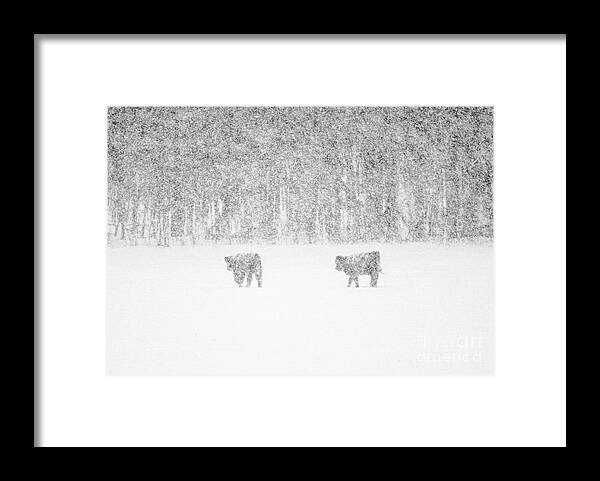 Highland Cattle Framed Print featuring the photograph Snowy Day Highland Cattle by Cheryl Baxter