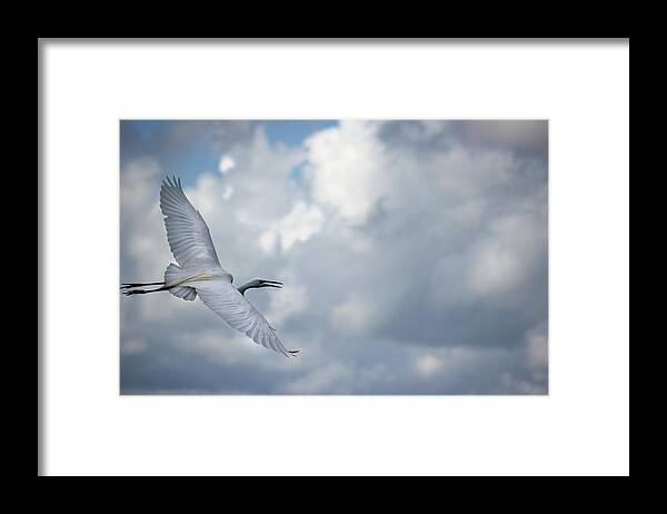 Bird Framed Print featuring the photograph Snowy Egret by Brook Burling