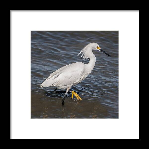 Bird Framed Print featuring the photograph Snowy Egret by Cathy Kovarik