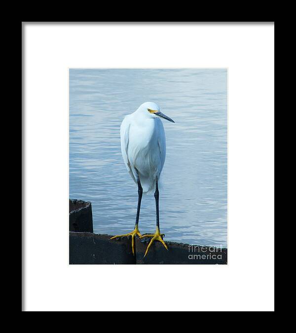 Bird Framed Print featuring the photograph Snowy Egret by Lizi Beard-Ward