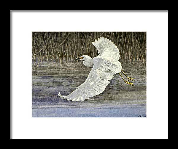Wildlife Framed Print featuring the painting Snowy Egret by Paul Krapf