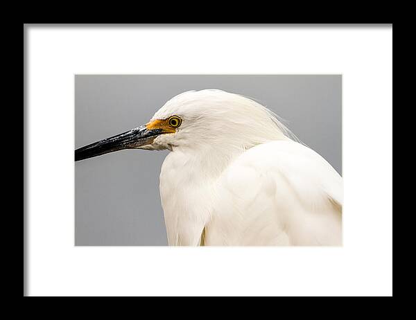 Snowy Egret Framed Print featuring the photograph Snowy Egret Profile by Ben Graham