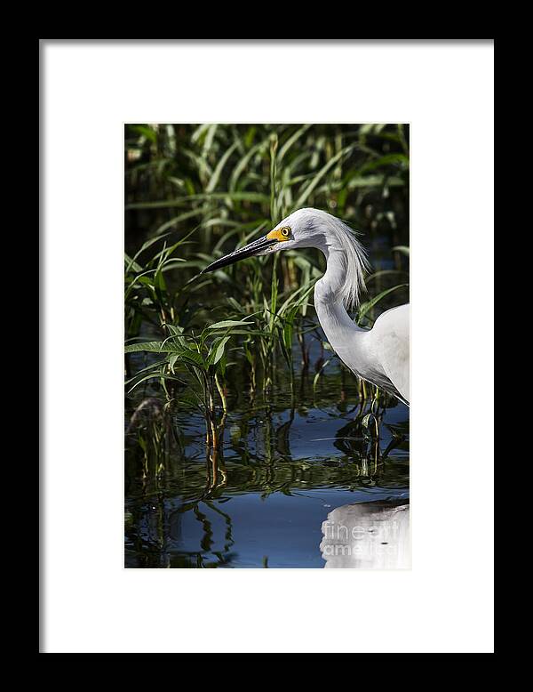 Animal Framed Print featuring the photograph Snowy Egret Stalking by Robert Frederick