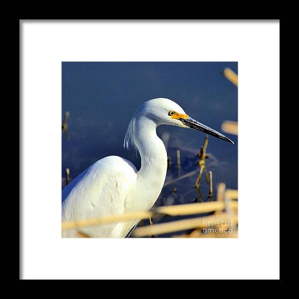 Snowy Egret Framed Print featuring the photograph Snowy Egret Stare by Roxie Crouch