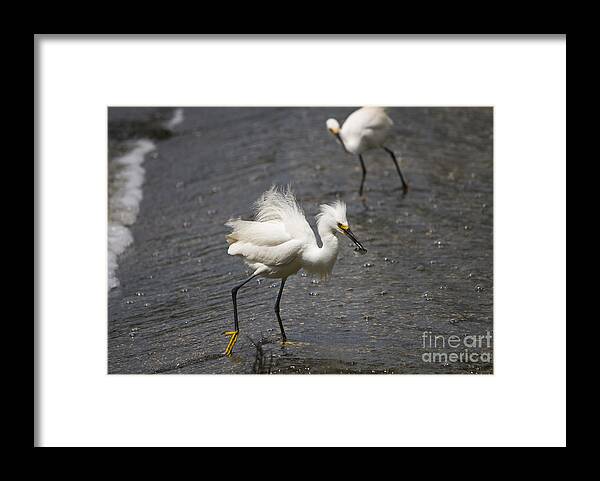 Snowy Egret Framed Print featuring the photograph Snowy Egret with Fish No.2 by John Greco