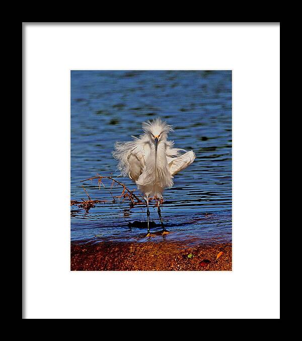 Snowy Egret Framed Print featuring the photograph Snowy Egret With Yellow Feet by Tom Janca