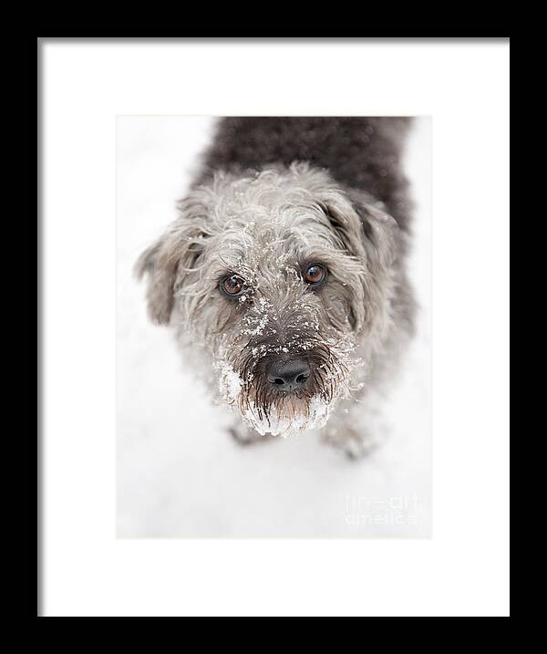 Pup Framed Print featuring the photograph Snowy Faced Pup by Natalie Kinnear