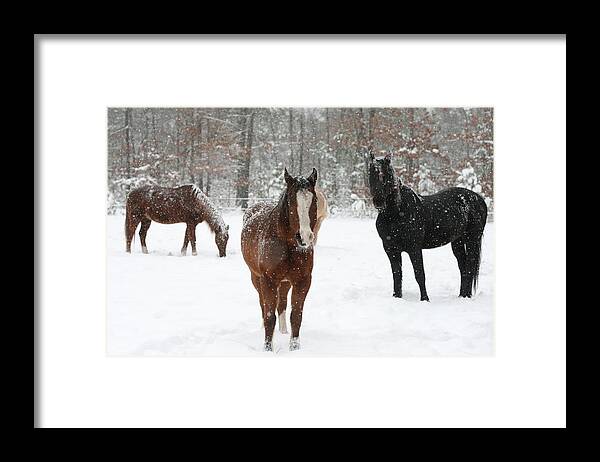 Winter Framed Print featuring the photograph Snowy Horses by Kristia Adams