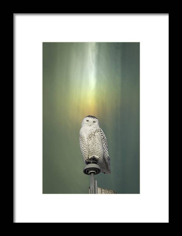 Snowy Owl (bubo Scandiacus) Framed Print featuring the photograph Snowy Owl And Aurora Borealis by Thomas Young