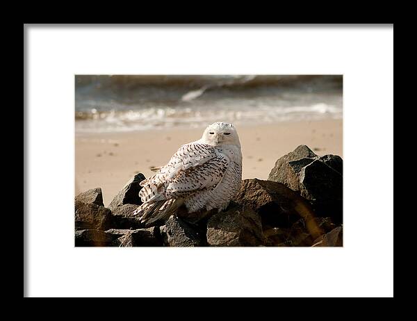 Snowy Owl Framed Print featuring the photograph Snowy Owl at Forsythe by Kristia Adams