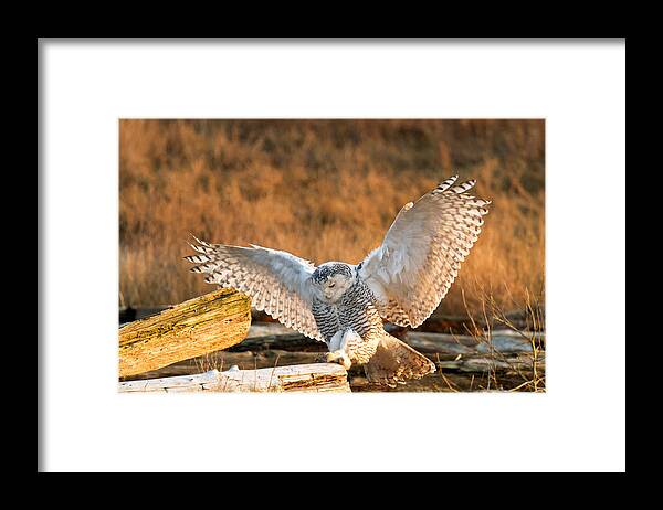 Snowy Owl Framed Print featuring the photograph Snowy Owl - Bubo scandiacus by Michael Russell
