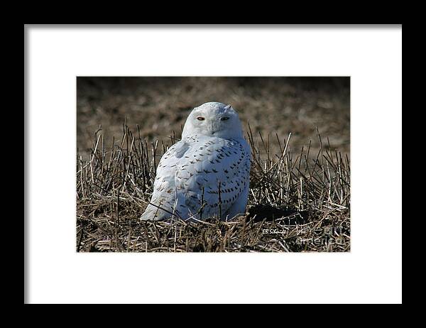Snowy Owl Framed Print featuring the photograph Snowy Owl by E B Schmidt