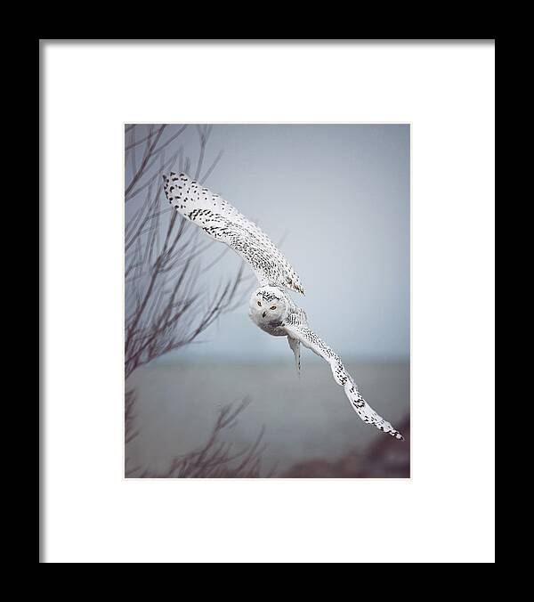 Wildlife Framed Print featuring the photograph Snowy Owl In Flight by Carrie Ann Grippo-Pike