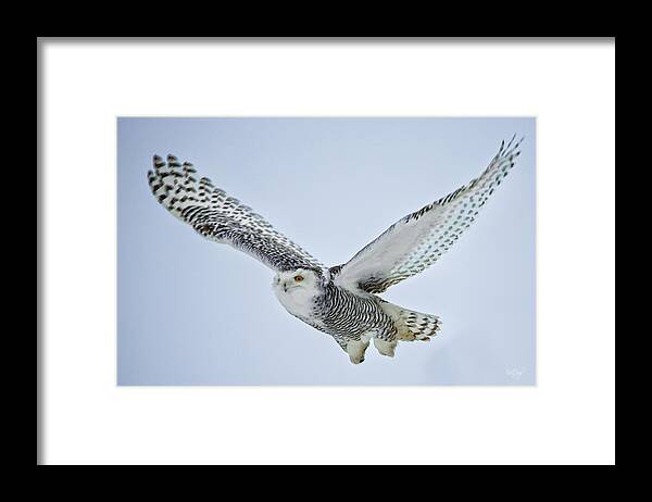 Snowy Owl Framed Print featuring the photograph Snowy Owl in flight by Everet Regal
