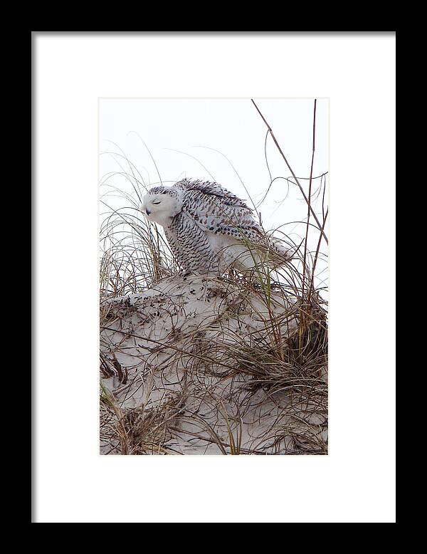 Snowy Owl Framed Print featuring the photograph Snowy Owl In Florida 13 by David Beebe