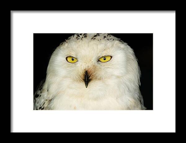 Barn Framed Print featuring the photograph Snowy Owl by Mark Llewellyn