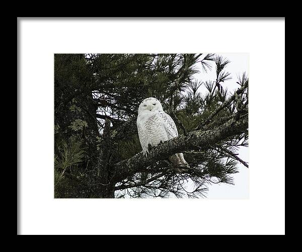 Owl Framed Print featuring the photograph Snowy Owl by Melissa Petrey