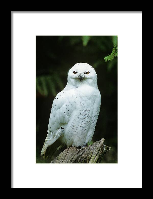 Photography Framed Print featuring the photograph Snowy Owl Nyctea Scandiaca by Animal Images