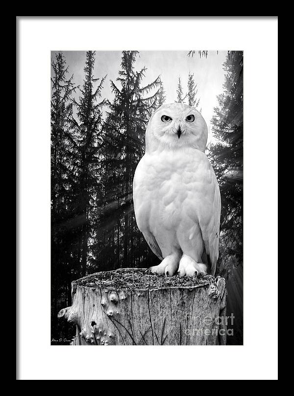 Snowy Owl Framed Print featuring the photograph Snowy by Adam Olsen