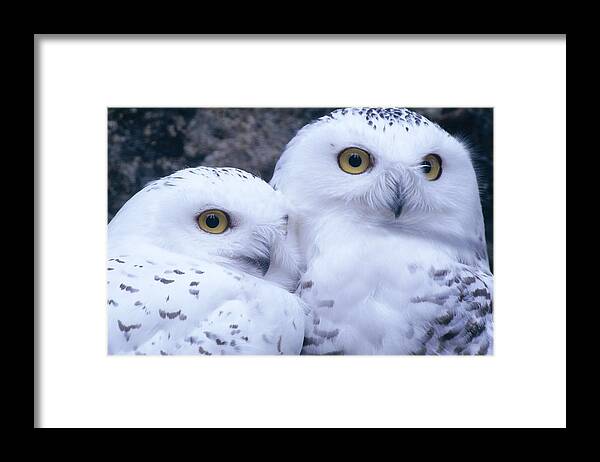 Snowy Owls Framed Print featuring the photograph Snowy Owls by Paal Hermansen