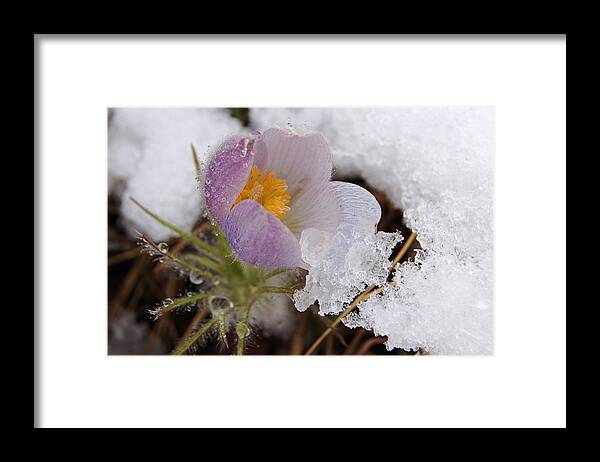 Dakota Framed Print featuring the photograph Snowy Pasqueflower by Greni Graph