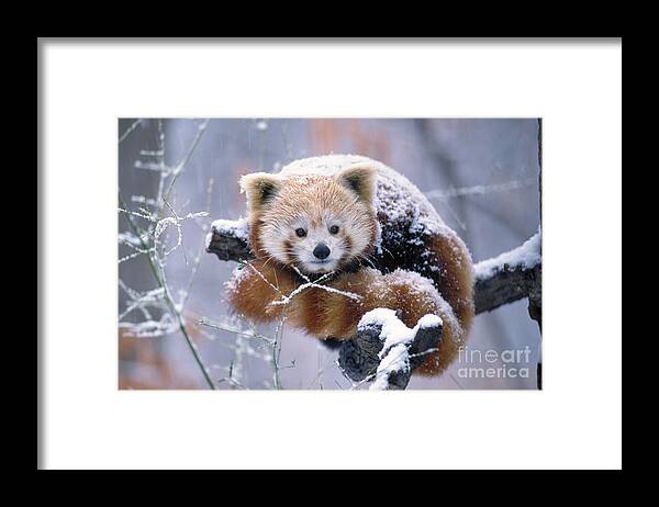 Lesser Panda Framed Print featuring the photograph Snowy Red Or Lesser Panda by Aaron Ferster