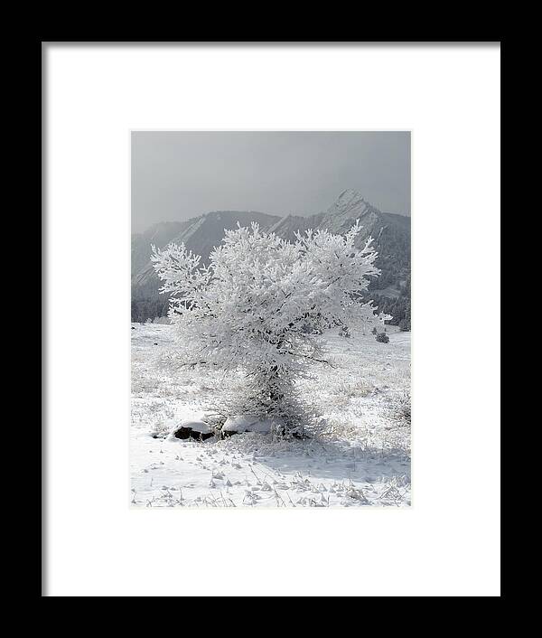 Snowy Framed Print featuring the photograph Snowy Tree by Aaron Spong