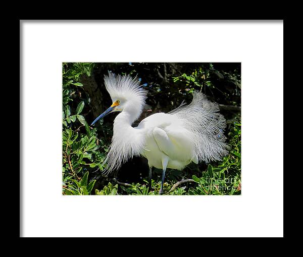 Snowy White Framed Print featuring the photograph Snowy White Egret Breeding Plumage by Jennie Breeze