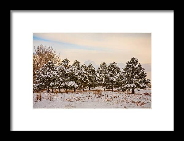 Snow Framed Print featuring the photograph Snowy Winter Pine Trees by James BO Insogna